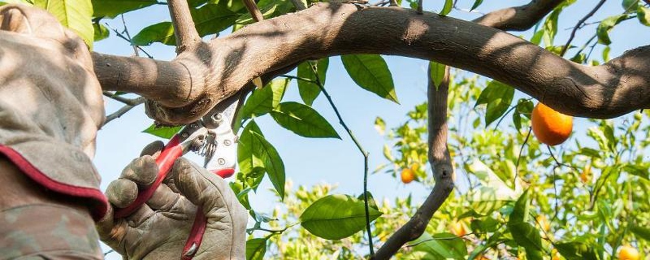 果园中农民正在修剪蜜橘树枝叶