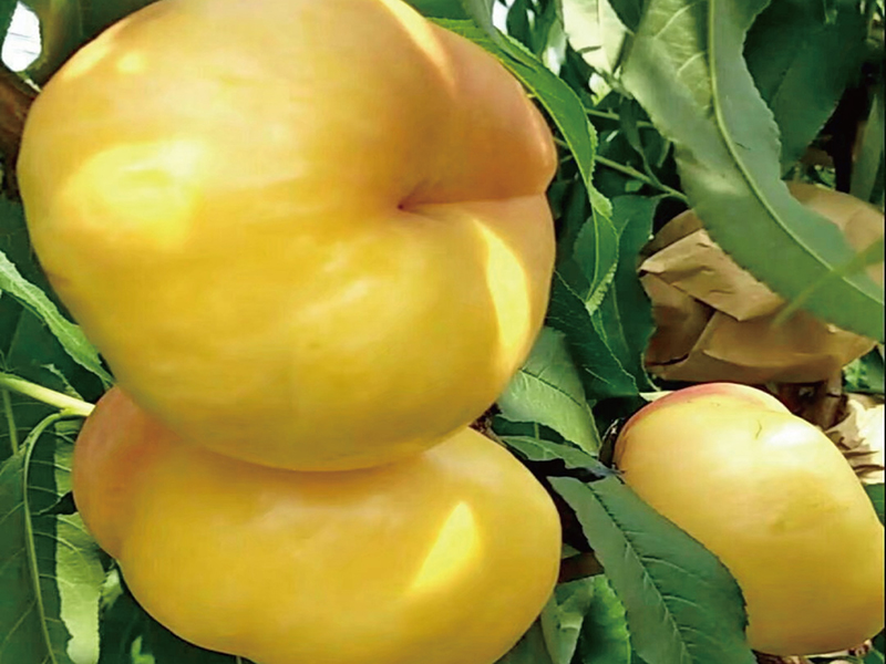 成熟的蟠桃特写