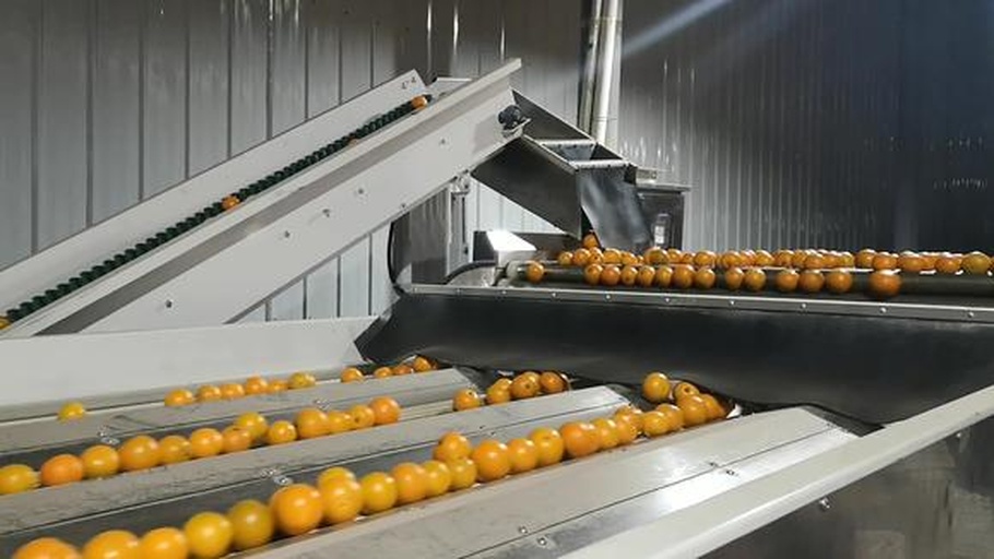 现代化蔬菜分拣包装车间