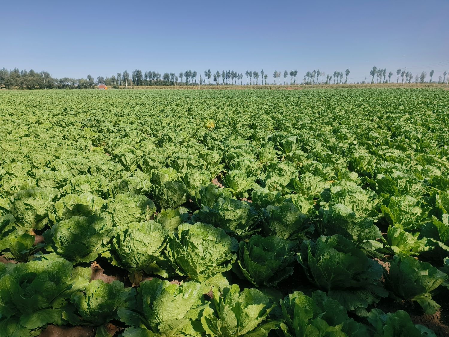 一片阳光充足的露天菜田中, rows of vibrant green-and-white fruit radishes grow upright with healthy foliage; soil is dark and moist, some roots partially exposed showing crisp white shoulders; no greenhouse structures or lab equipment visible — emphasizing traditional open-field cultivation 水果萝卜田间生长实景