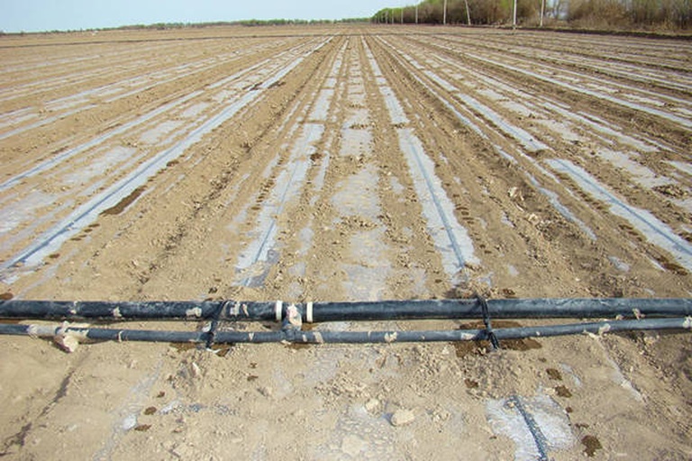 白不老豆滴灌系统布置示意图