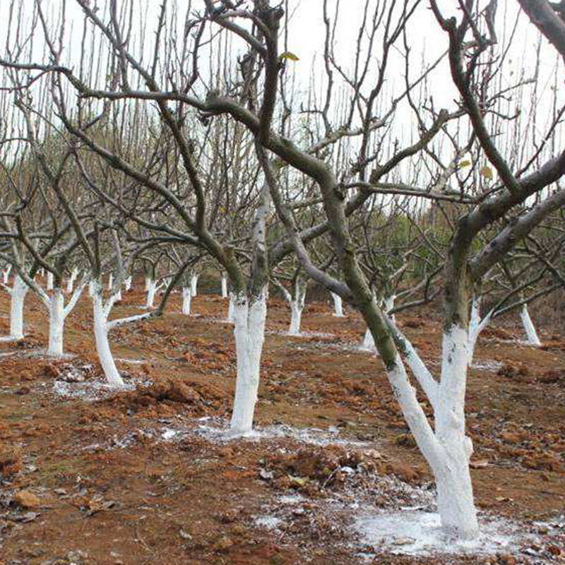 果园内技术人员正在进行夏季修剪,手持修枝剪去除徒长枝,树下铺设滴灌管道,土壤湿润但无积水,远处可见黄色粘虫板竖立在行间,用于监测虫情 封开油栗夏季田间管理场景