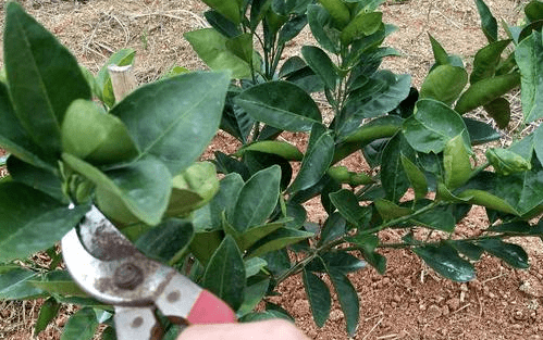 金桔盆栽修剪示意图