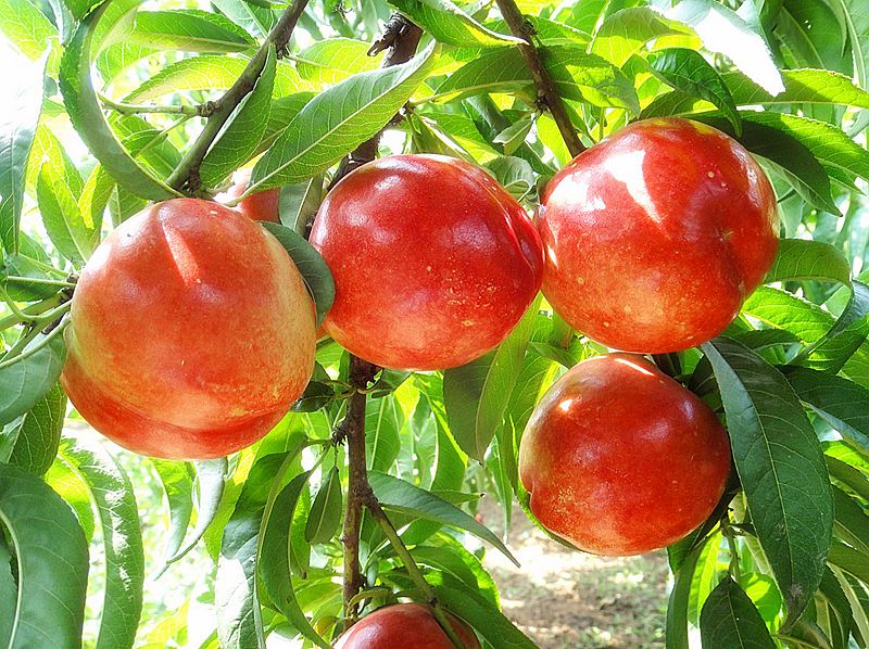 新七号油桃挂果实景图