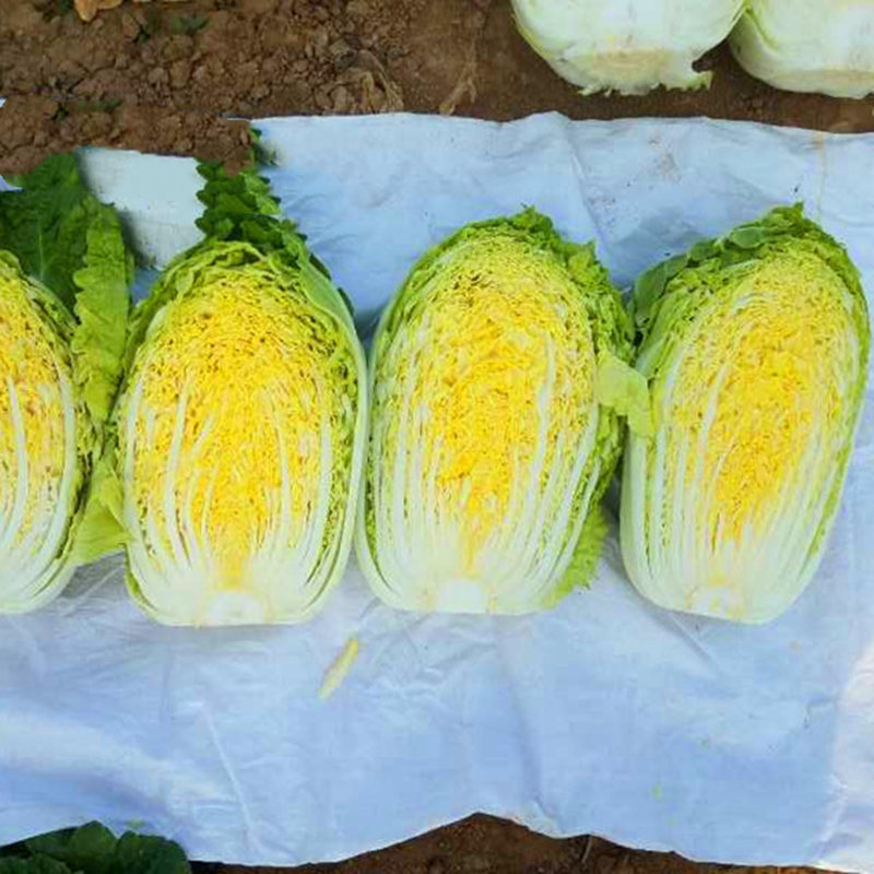 超市货架上摆放整齐的新鲜大白菜与一颗已切开展示黑心的对比图