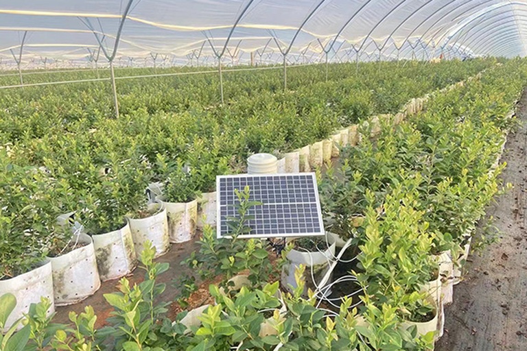 蓝莓温室育苗与蔓越莓沼泽采收场景对比