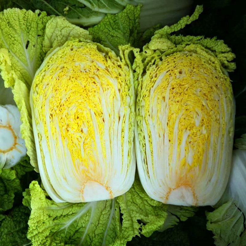 展示大白菜与小白菜的外观和切面对比 大白菜与小白菜对比图