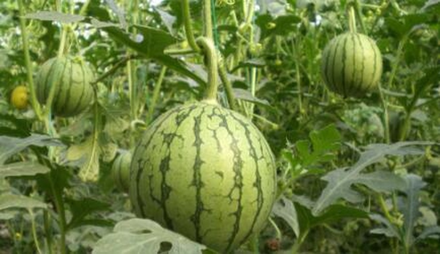 墨西哥黄瓜植株与果实特写