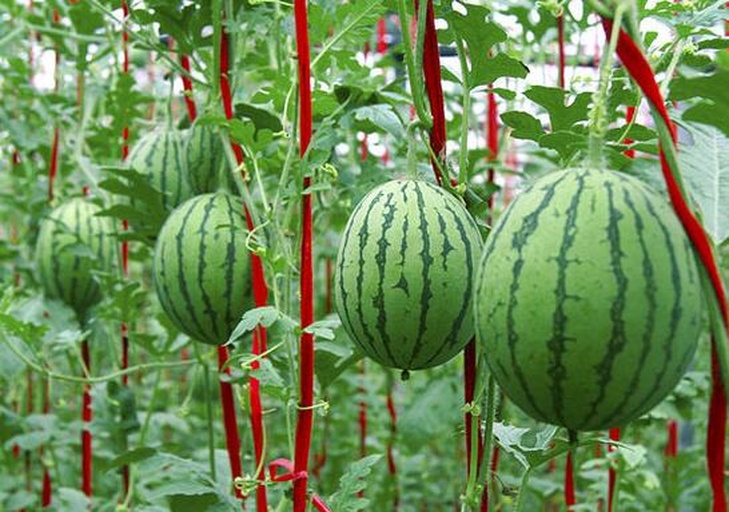 一株成熟的西瓜红藤蔓,结有一个青绿色条纹的圆形西瓜;画面右侧展示切开后的内部结构,果肉淡黄白色,中心密集排列着大量深红色瓜子,瓜子表面光滑有光泽 西瓜红整株与切开果实特写