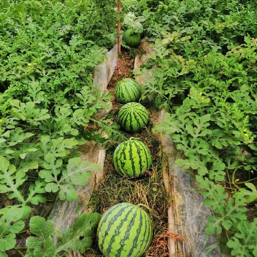 黄瓤西瓜田间种植场景