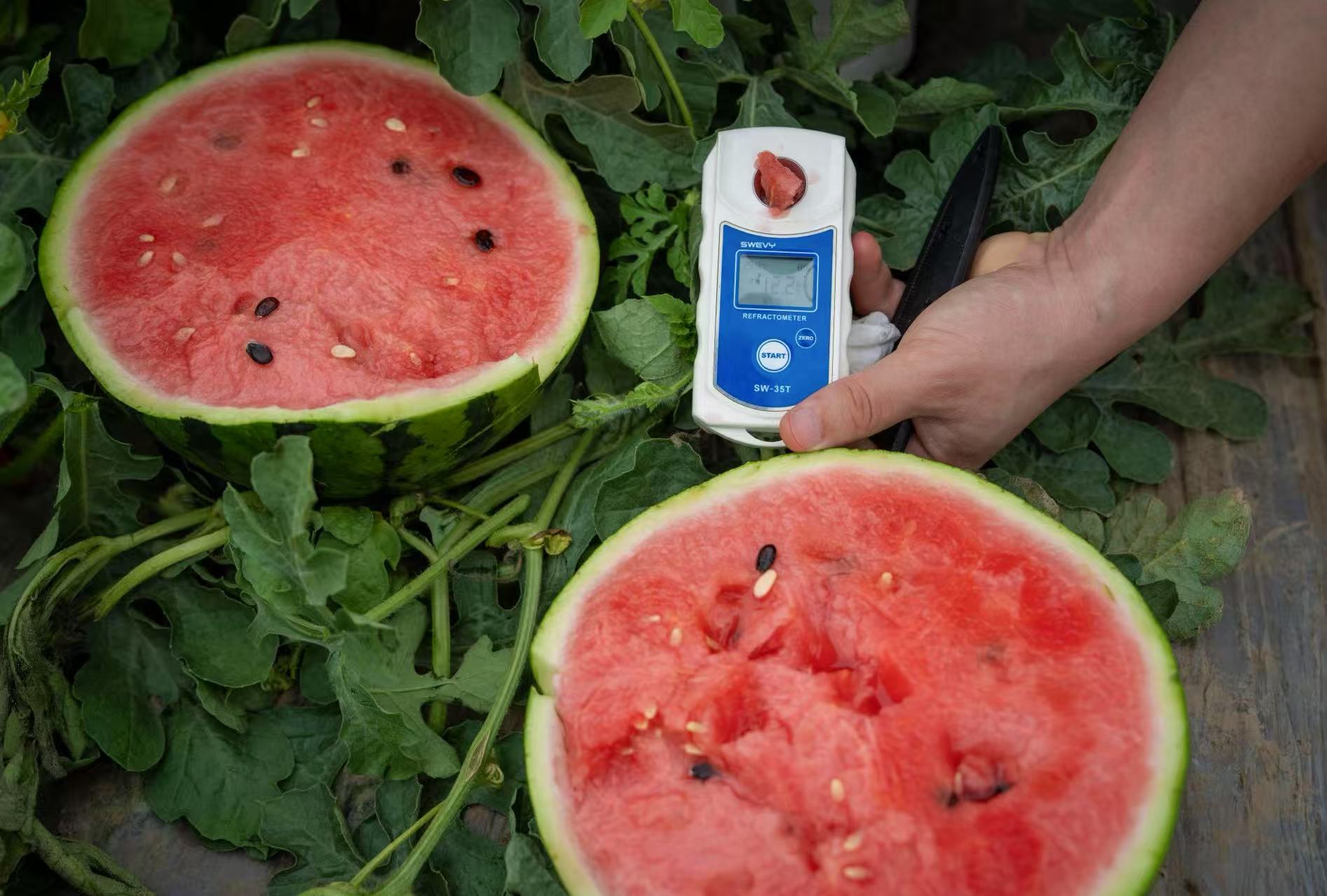 一名科研人员在实验室环境中使用手持式折射仪测量甜王西瓜不同部位榨出的果汁糖度,桌上摆放多个标记好的样品试管,显示‘瓜蒂’、‘中心’、‘瓜脐’字样,仪器显示屏清晰可见数值读数,体现专业检测过程 实验室人员使用糖度计测量西瓜汁液