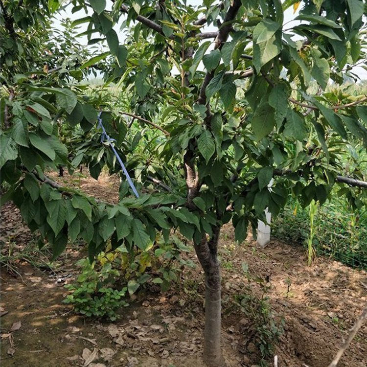 构树生长形态特写