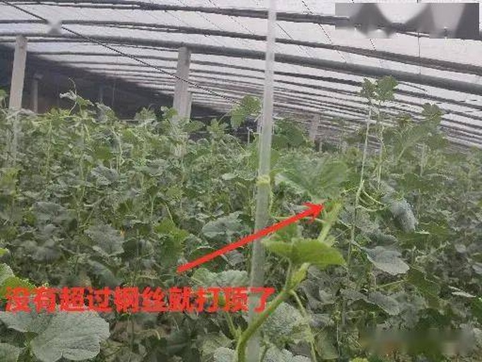 图示展示甜瓜生长期间理想的光照强度与昼夜温差范围,左侧为光照需求曲线,右侧为温度变化曲线,标注了关键生育期如坐果期、膨大期、成熟期的温光参数 甜瓜种植温光调控示意图