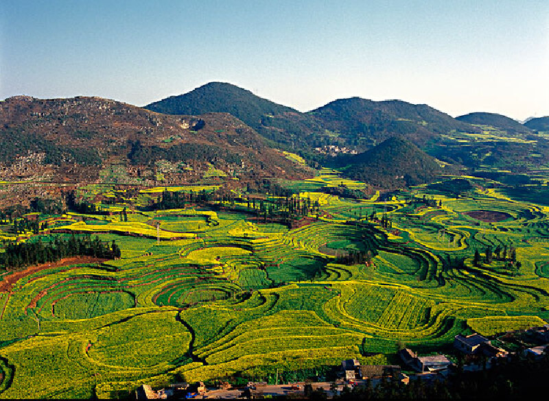 江苏兴化千垛菜花景区
