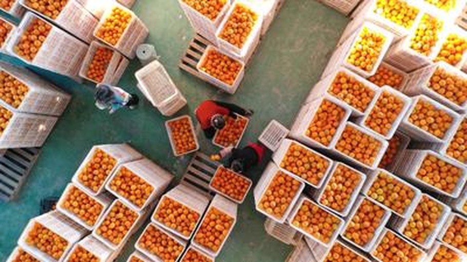 几名身穿工作服的果农在果园中手工采摘成熟的夏橙,篮子里堆满金黄色的果实;旁边设有临时分拣台,工人正在按大小和品相分级装箱,背景为清晨薄雾笼罩的山地果园 夏橙采摘与分拣场景