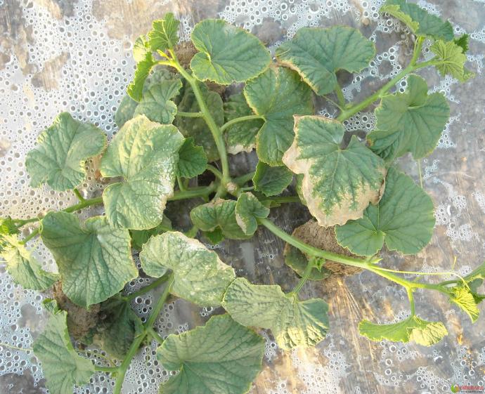 哈密瓜病毒病典型叶片症状