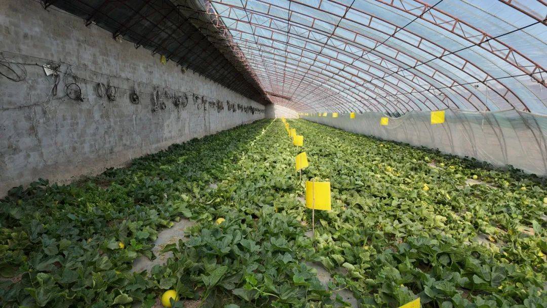 哈密瓜田间综合管理示意图