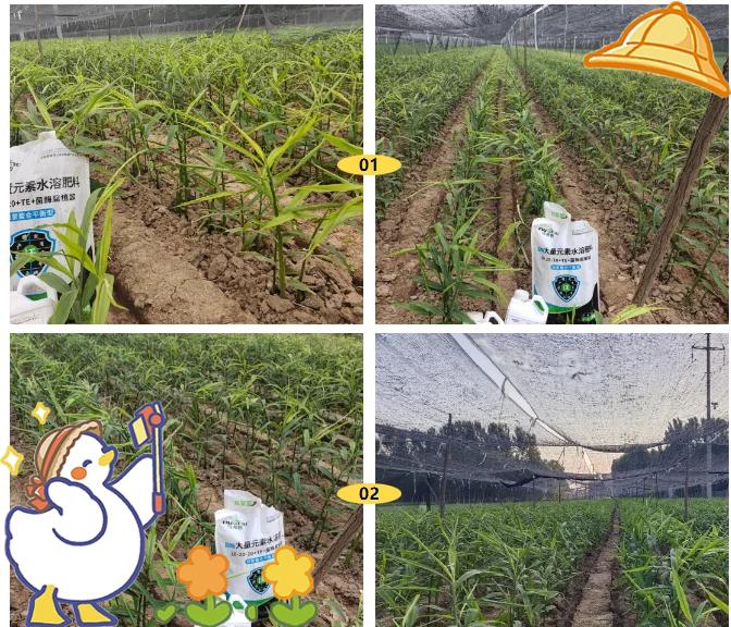 展示生姜田间管理流程,包括喷药、除草、施肥等病害防控操作 生姜田间管理与病害防控示意图