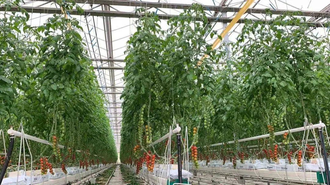 一座现代化连栋玻璃温室内部,整齐排列的番茄植株垂直生长,藤蔓缠绕在吊绳上,果实累累。左侧为红色成熟果,右侧为金黄色果实,工人正在检查叶片健康状况。顶部可见补光灯与环境监测传感器 现代化温室种植场景