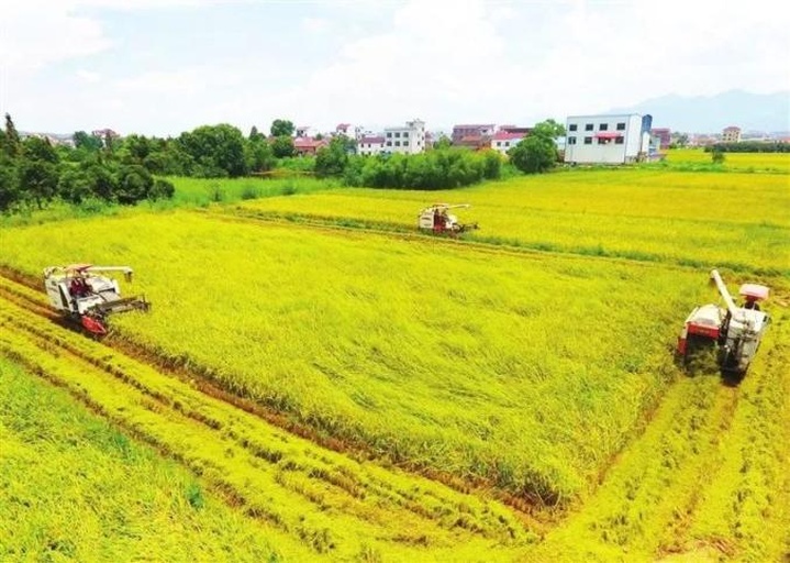 五常农户在田间进行机械化收割作业场景