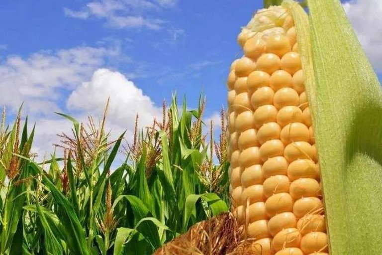 一片广阔的玉米田,农民正在手工采摘成熟的玉米棒,阳光洒在翠绿的叶片和金黄的玉米穗上,体现自然生态种植环境 农田中正在收获玉米的农民场景