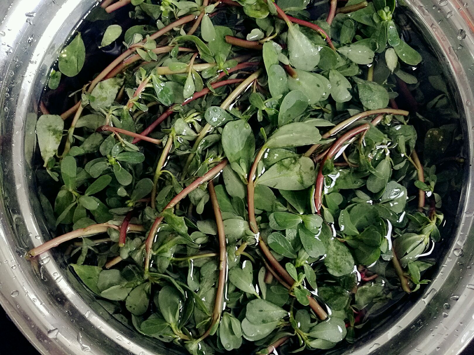 马齿苋焯水过程