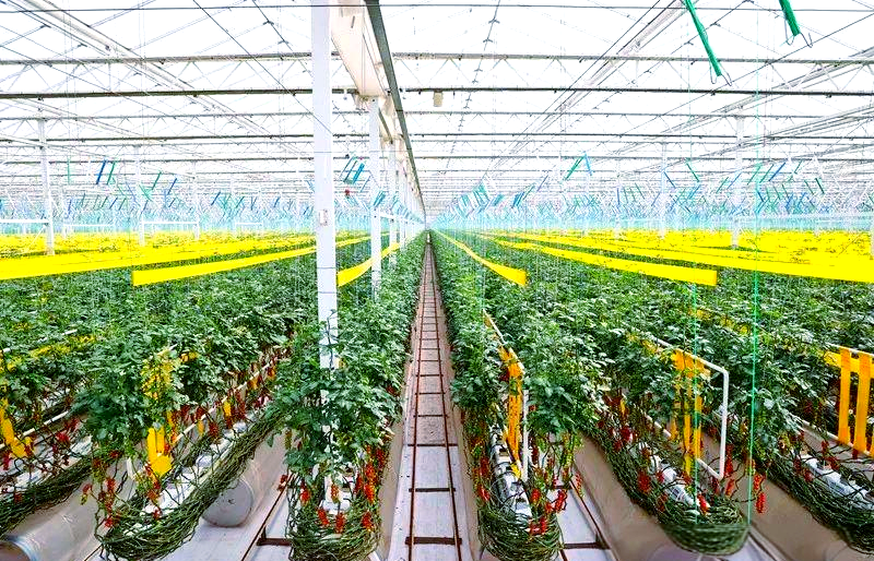 甘肃河西走廊番茄种植航拍图