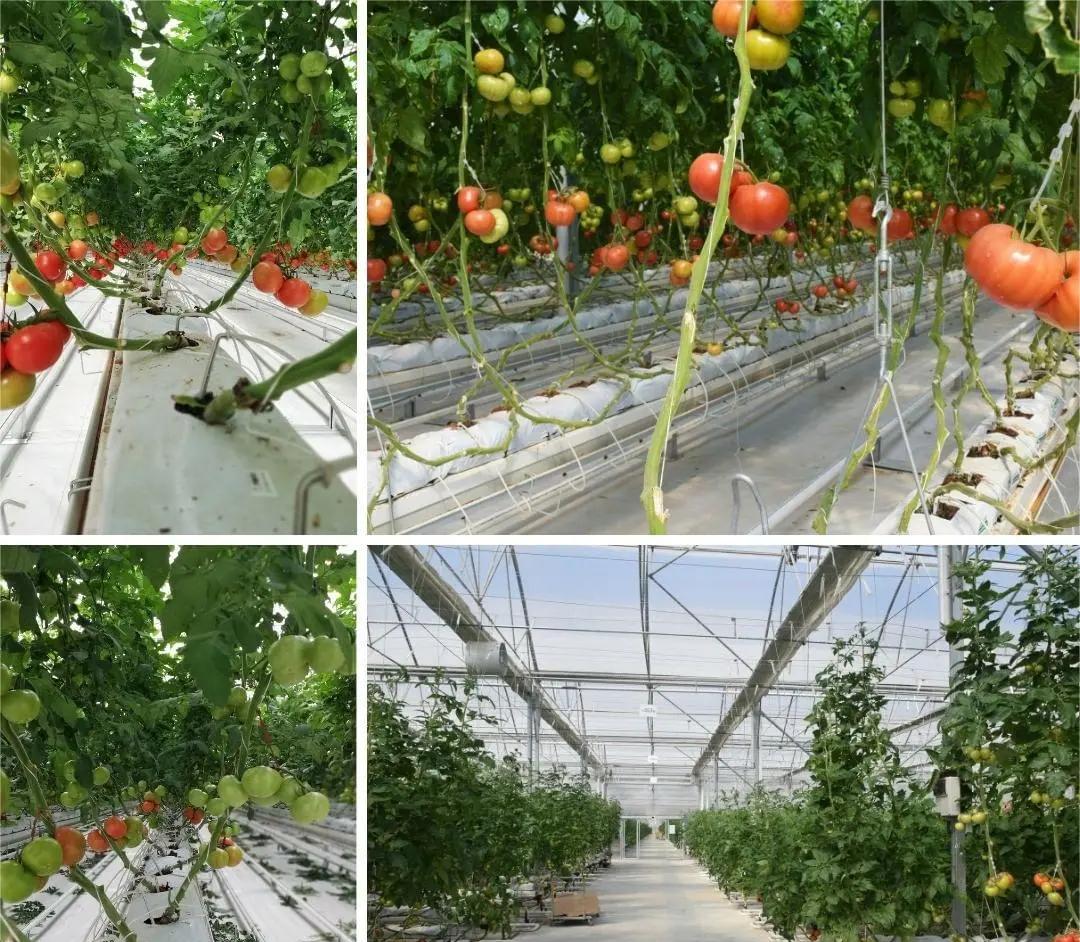 山东寿光某现代农业园区内的普罗旺斯番茄温室