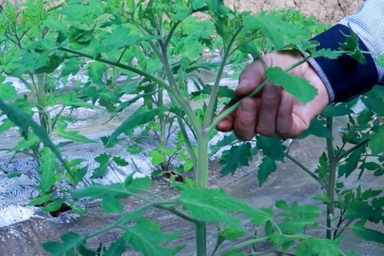 展示西红柿插穗的标准剪裁方式:中部茎段,保留2-3个节,下端斜切,顶部留半叶,基部浸入生根剂溶液中 插穗处理示意图