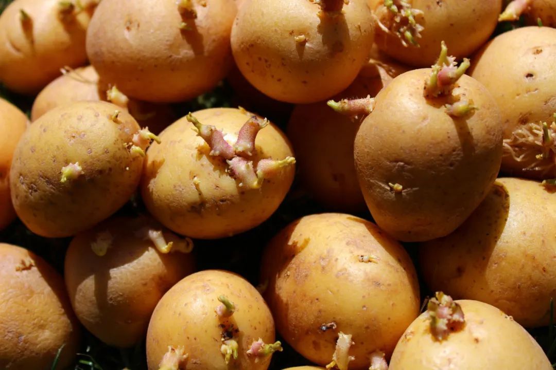 土豆发芽的特写照片