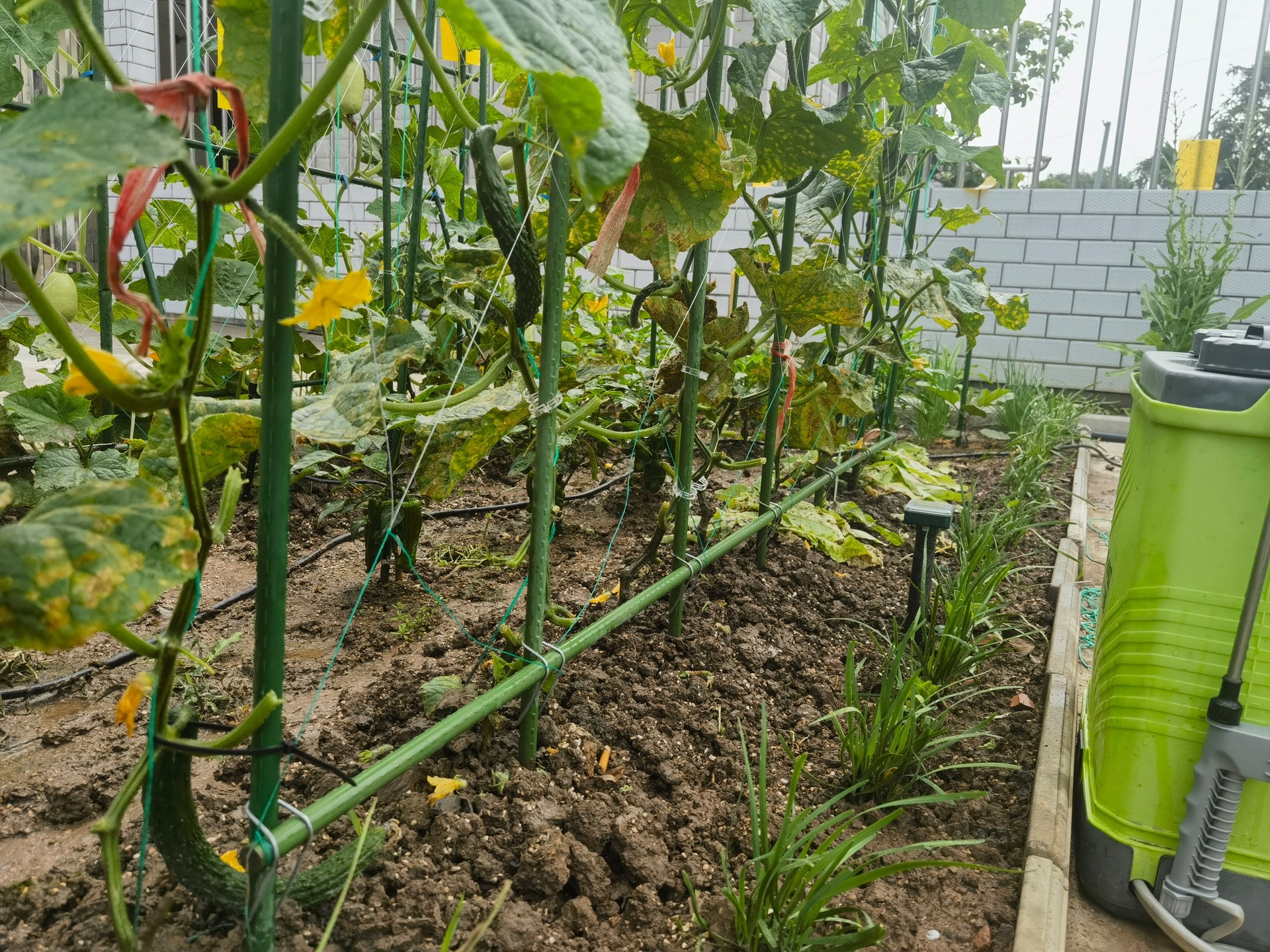 菜园分区种植布局图