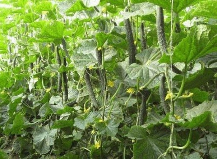黄瓜卷须攀附支架的实景图