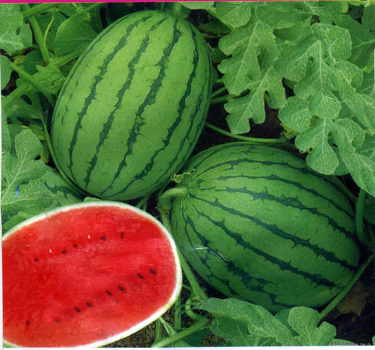 一个新鲜切开的西瓜,露出鲜红多汁的果肉,黑色种子均匀分布,背景为绿色条纹外皮,水珠微滴,展现成熟西瓜的诱人质感 西瓜切开特写