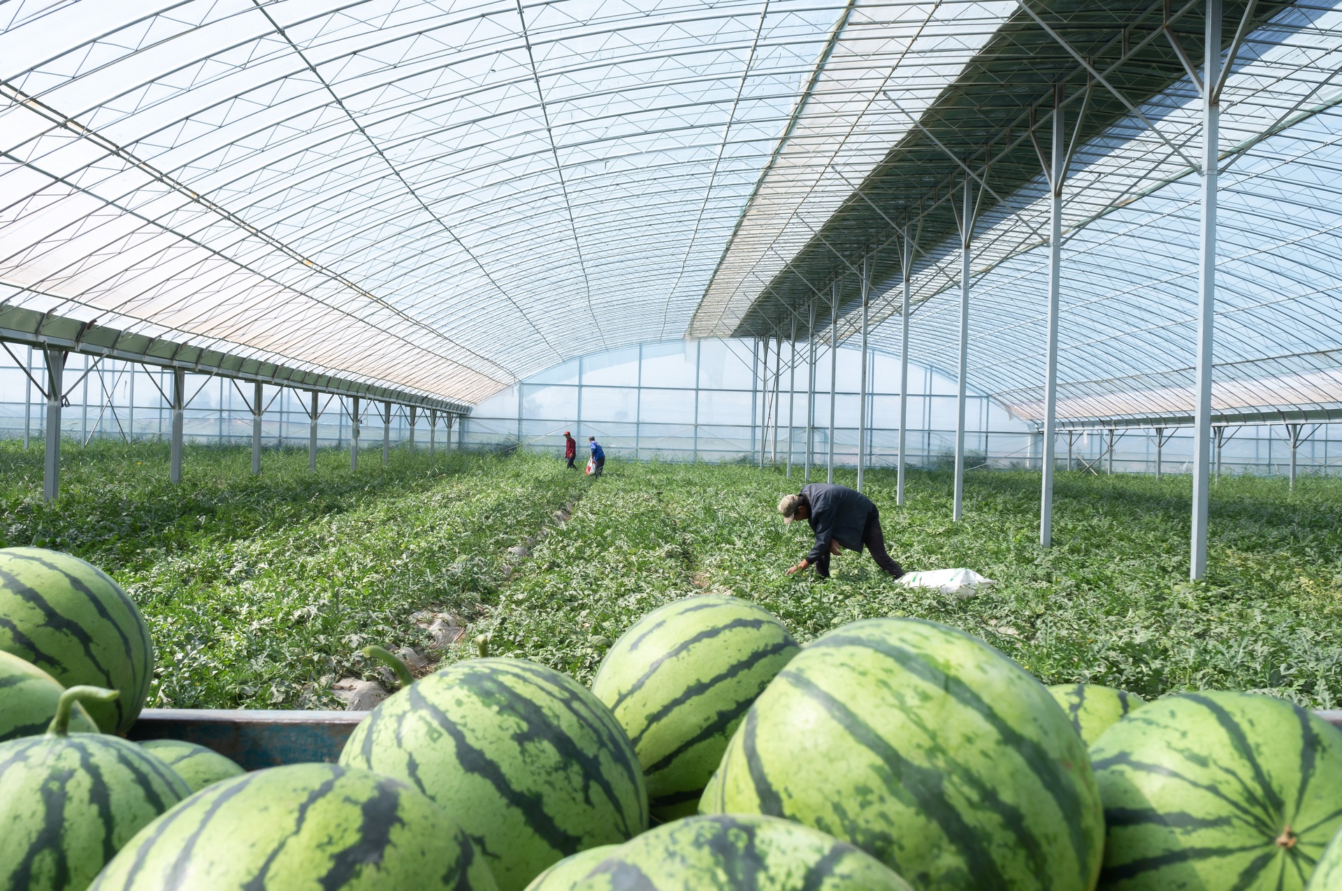 几名农民正在果园中采摘成熟的卡其美都西瓜,他们将西瓜轻轻放入塑料筐中,背景为整齐排列的瓜田,远处有农用车等待装运,体现规模化采收场景 卡其美都西瓜在果园采摘现场