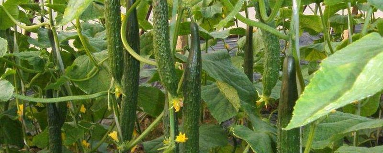 南方露地黄瓜田间卷须管理现场