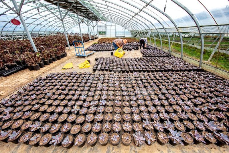 展示一名园艺师正在进行多肉植物养护操作:左手持消毒镊子夹除枯叶,右手用喷壶轻喷叶面;工作台上摆放着已配好的颗粒土、标签牌、记录本和酒精灯,背景为整齐排列的多肉盆栽架 多肉养护操作流程图