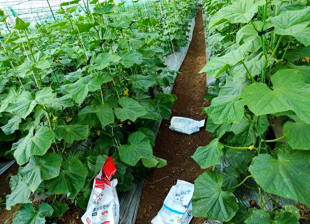 黄瓜田间灌根操作示意图
