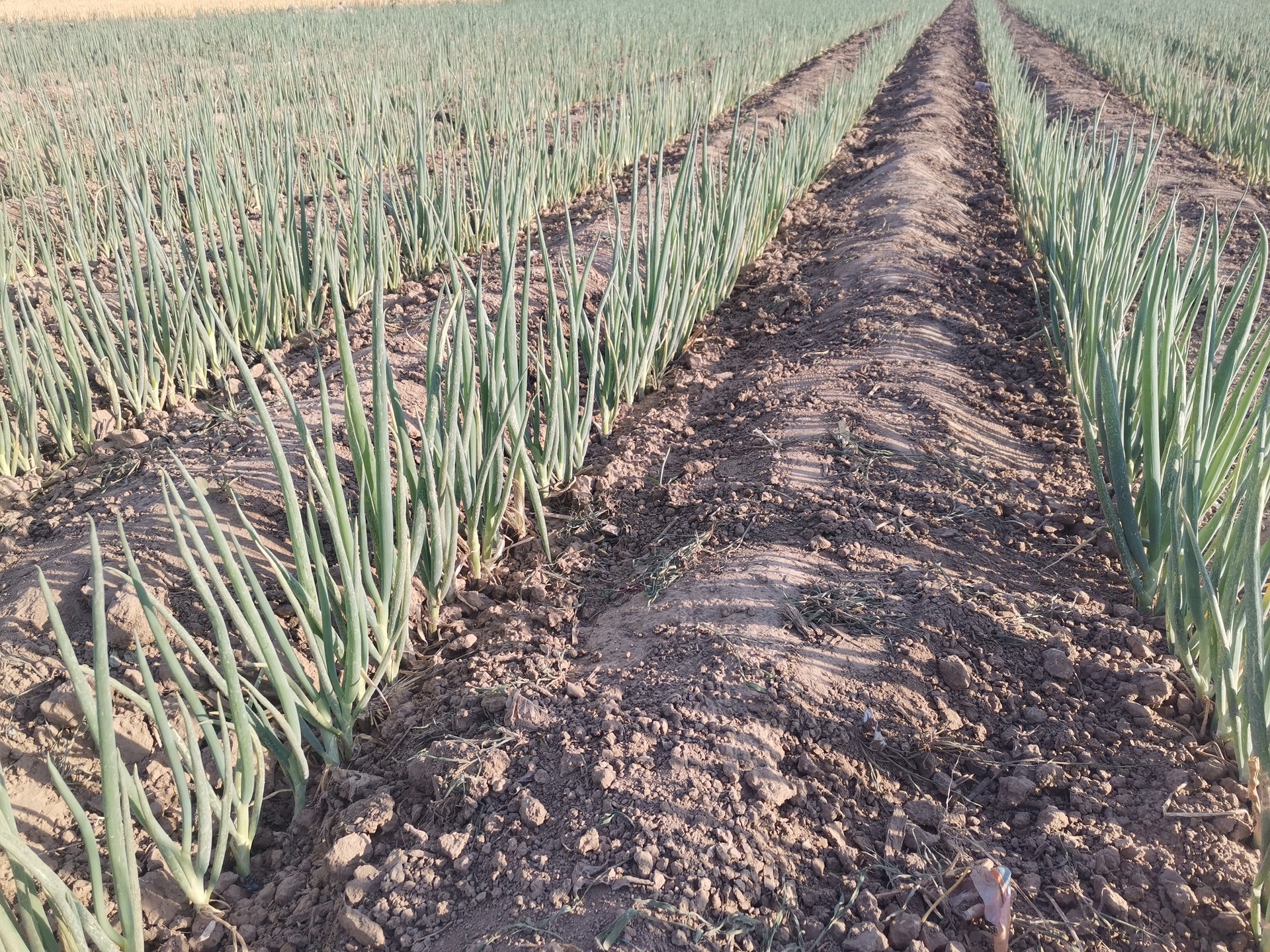 一名农民正在菜地中进行小葱条播作业,使用小锄头在平整的畦面上开出浅沟,随后将浸泡过的种子均匀撒入沟中,旁边放置量尺显示沟深约1.5厘米,背景为刚翻耕过的褐色疏松土壤 小葱播种覆土示意图