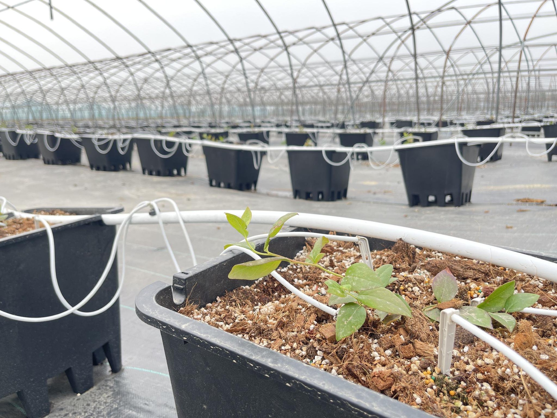 图片说明:技术人员正在蓝莓园中进行开花前滴灌施肥作业,连接施肥罐与主管道,均匀输送稀释后的水溶肥至每株根区,确保养分精准供给。周围蓝莓植株已萌发新叶,部分可见花苞初露。 蓝莓开花前施肥操作现场