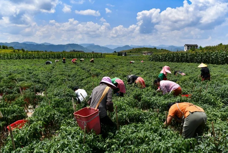 三樱椒采摘现场图,展示农民在田间采摘辣椒的场景,背景为蓝天白云下的辣椒田 三樱椒采摘现场图