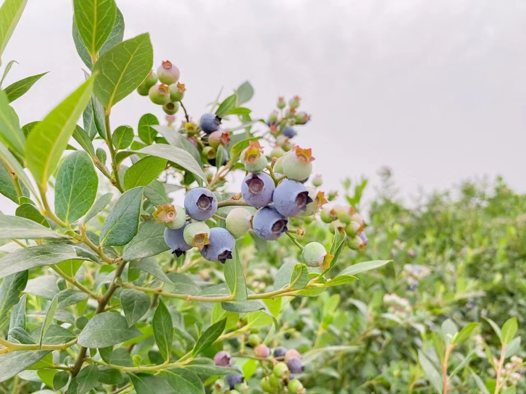 蓝莓成熟度对比图：左侧为未成熟青红果（果蒂带绿、果粉稀疏），右侧为完全成熟深紫蓝果（果粉厚密、果皮泛蜡质光泽）