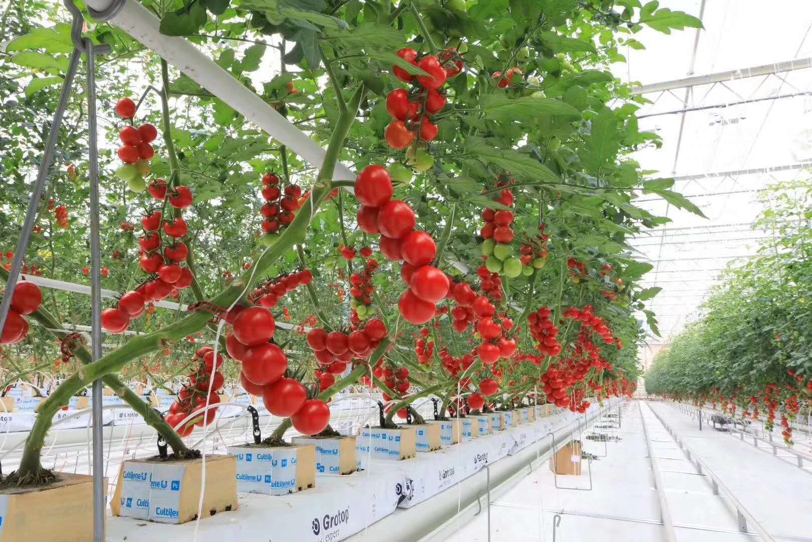 一排排整齐的番茄植株生长在现代化温室中,藤蔓缠绕在吊绳上,果实累累,多个巨大的粉红色番茄悬挂在枝头,工人正在采摘,背景可见自动化灌溉系统和温控设备 温室大棚内种植的巨型牛心番茄植株