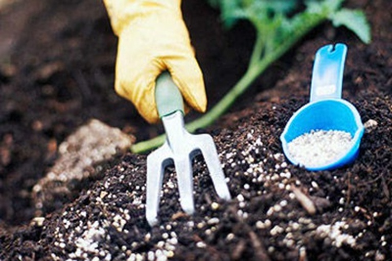 欧洲月季基肥施用示意图