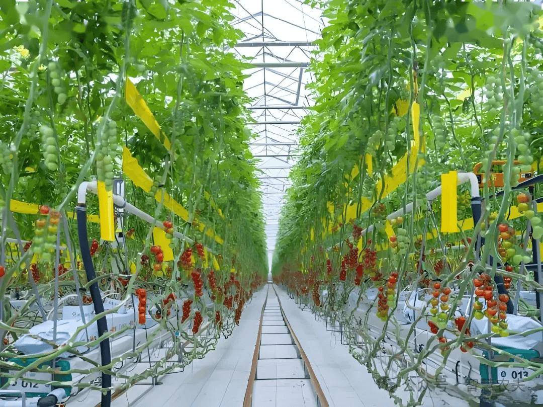 现代化智能温室内部场景:一排排整齐的番茄植株垂直生长,采用无土栽培技术,根系连接滴灌系统,叶片茂盛,藤蔓上挂满成串的红色樱桃番茄,阳光透过玻璃顶棚洒落,环境整洁明亮 现代化番茄种植大棚内景