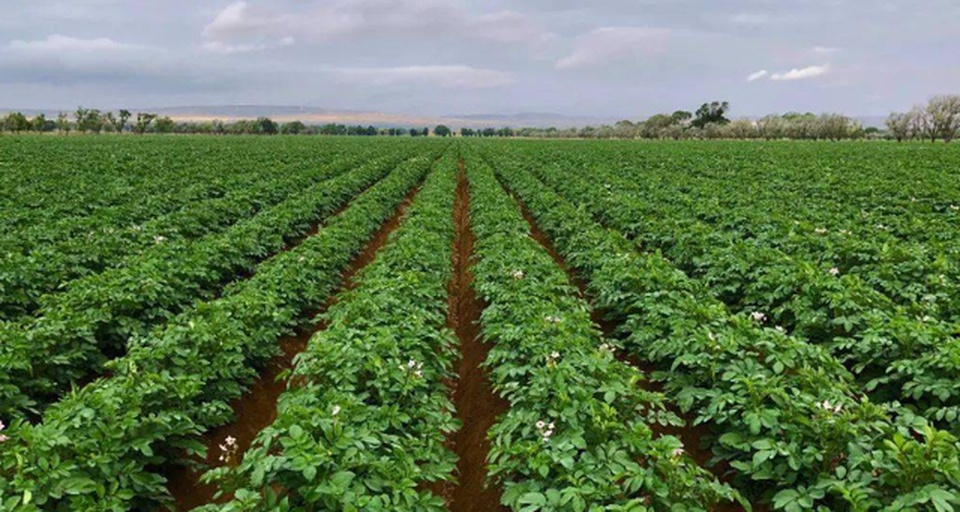 一片绿意盎然的马铃薯田地,植株长势旺盛,叶片浓绿,地面覆盖着疏松的土壤,远处可见农民正在田间劳作,空中俯视视角,展示规模化种植场景 荷兰十五土豆田间生长实景