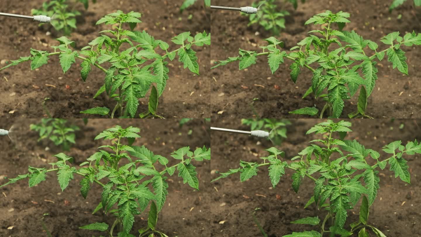 植株处理示意图