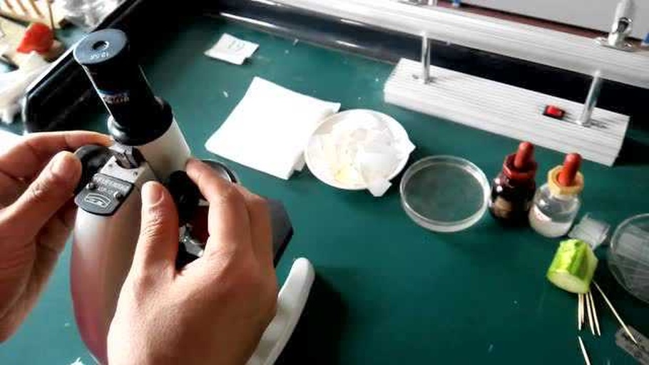 大姜根腐病实验室检测与显微观察图