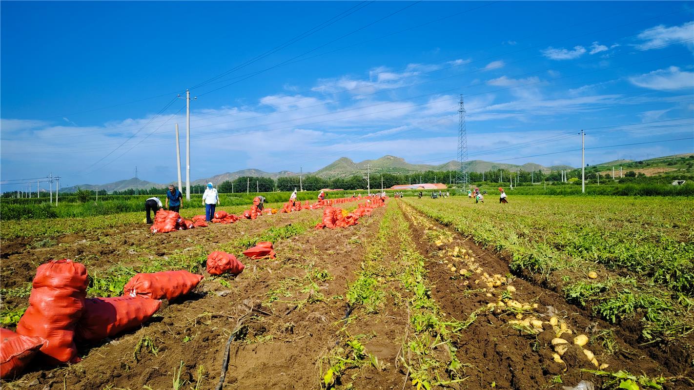 商薯19号采收与分拣现场