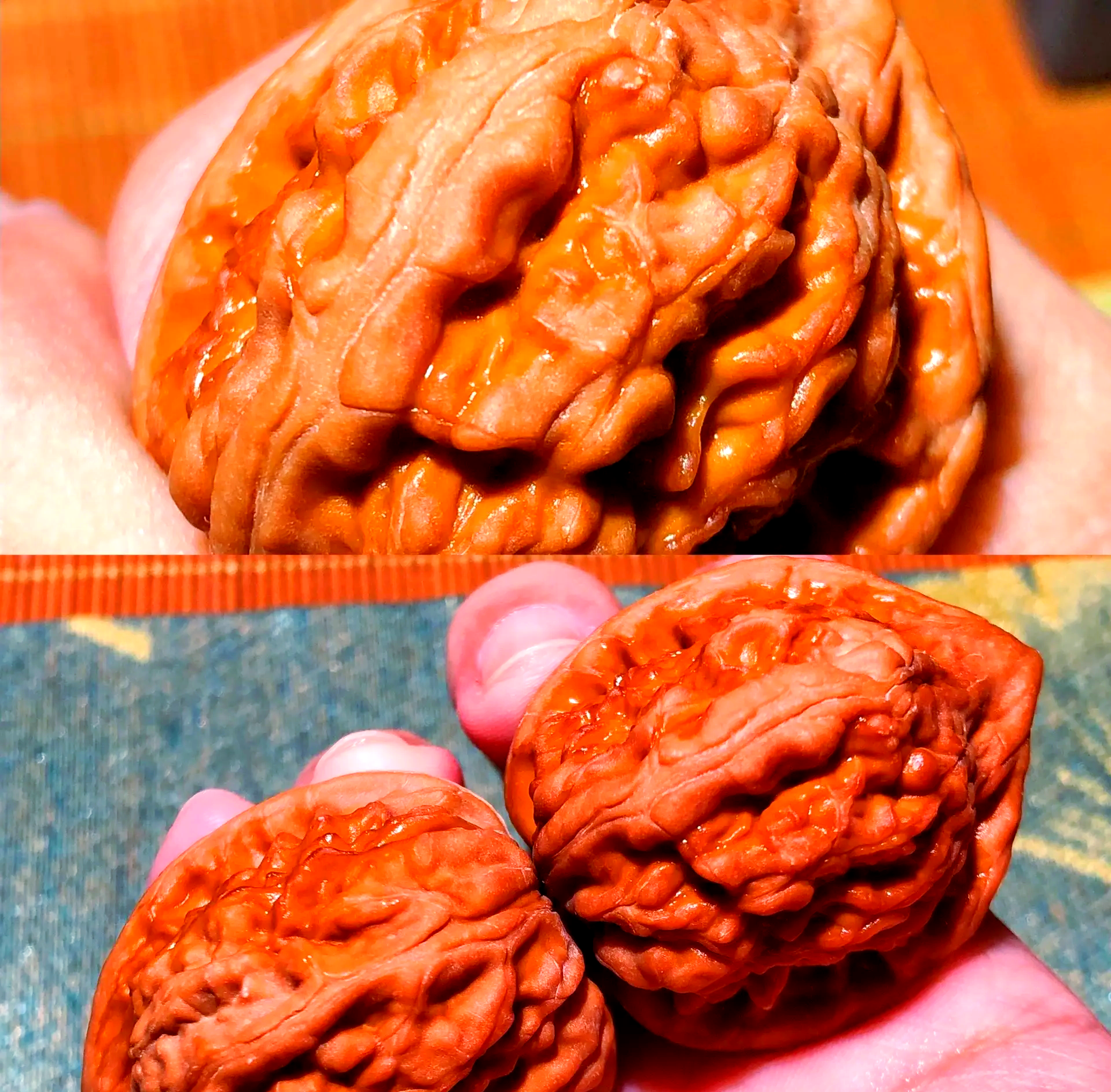 一块新鲜切割的核桃木心原木,展示其深红褐色的心材部分,纹理清晰且带有自然光泽,周围为浅色边材,切面可见明显的年轮和油性光泽 核桃木心原木剖面特写