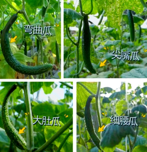 黄瓜正常果与畸形果对比图